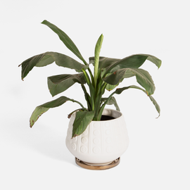 Target Planter - White